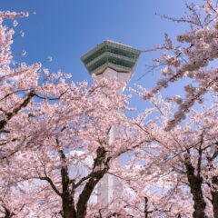 函館、桜咲く